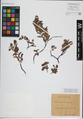 Foto von Salix herbacea L. x Salix lapponum L.